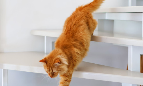 fuchs treppen schallschutz katze treppe