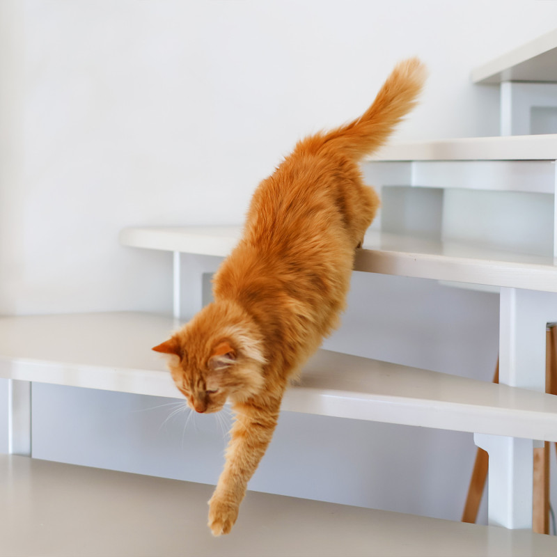 fuchs treppen schallschutz katze treppe