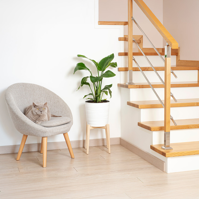 fuchs treppen schallschutz katze