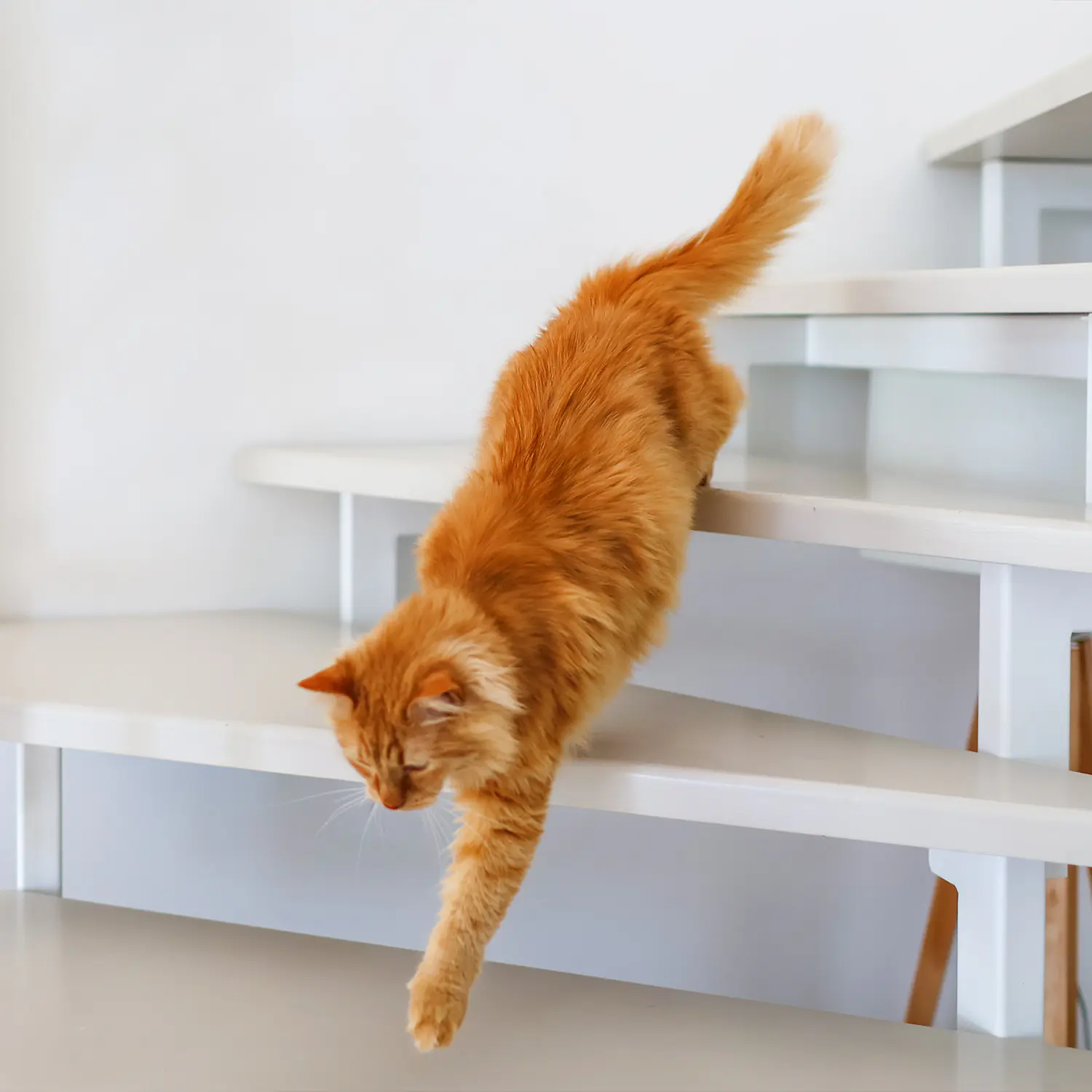 fuchs treppen schallschutz katze treppe